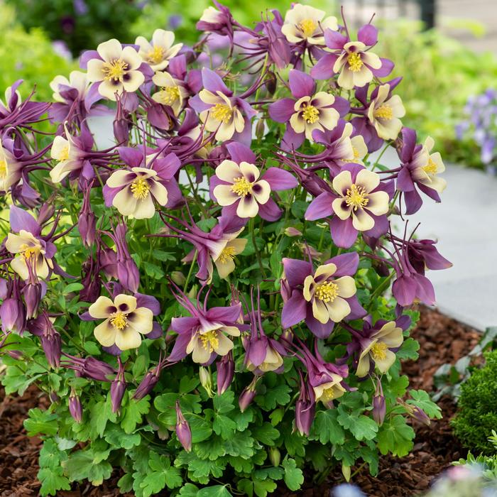 Aquilegia Earlybird Purple White- кандилка ниска в лилаво и жълто, хибрид (1498)